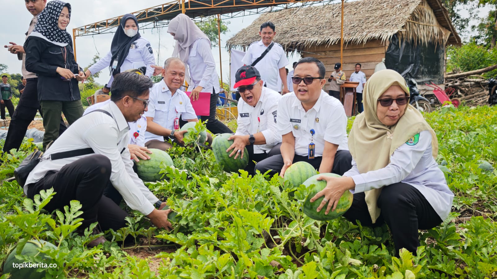 Panen semangka BUMDes Desa Karangan Prabumulih dari lahan desa 1,5 hektar
