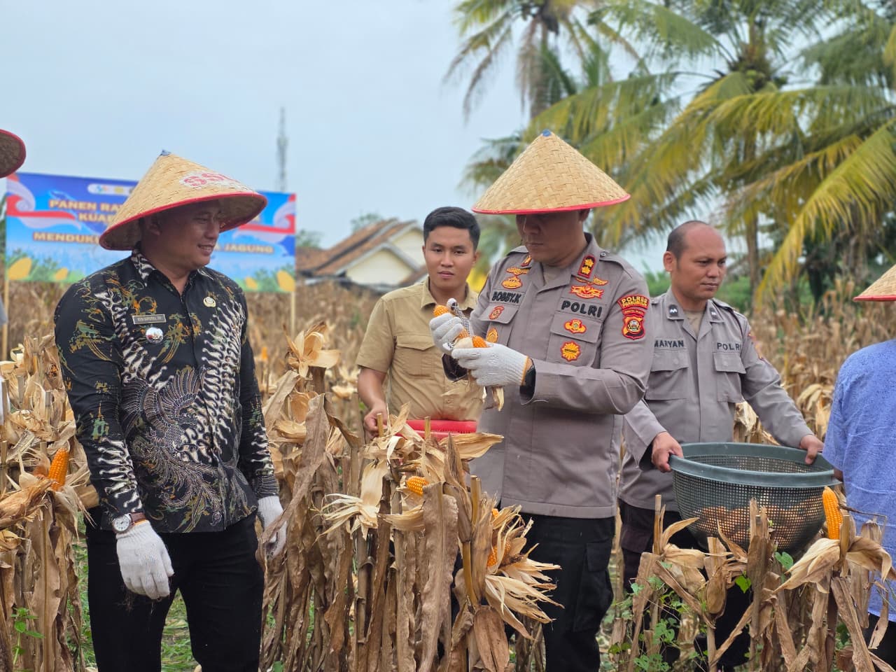 Kapolres Prabumulih bersama Camat Prabumulih Timur melakukan Panen Jagung.
