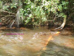 Tumpahan Minyak PT.Elnusa Disungai Dikeluhkan Warga. Humas : Itu Disabotase