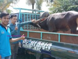 Terima Hewan Qurban dari Pemkab Muba, Pengurus IWO Ucap Terima Kasih