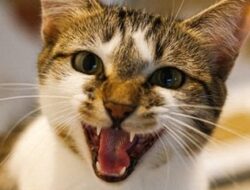 Diduga Hendak Usir Kucing, Warga Jemenang Tewas Tersengat Listrik