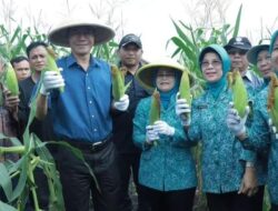 Pj Wako Prabumulih Bersama Ketua TP PKK, Panen Jagung di Desa Persiapan Pangkul Jaya