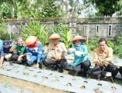 Pj Wali Kota H Elman ST Panen Raya Jagung Bersama Pertamina Field Prabumulih