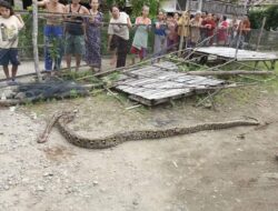 Heboh! Warga Muara Gula Lama Muara Enim Temukan Ular Piton