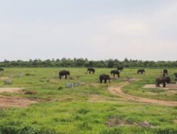 Populasi Gajah Sumatera Yang Berada di Kawasan Way Kambas Lampung Timur