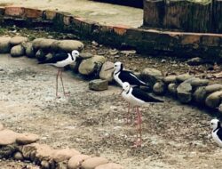 Perilaku Migrasi Burung Pantai di Kawasan Pesisir