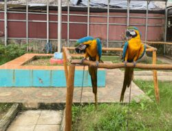 Dampak Perubahan Iklim Terhadap Pola Migrasi Pada Spesies Burung