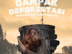 Dampak Deforestasi Terhadap Populasi Primata
