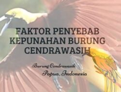 Faktor Penyebab Kepunahan Burung Cendrawasih