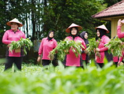 Launching P2L, Polres Prabumulih Panen Kangkung