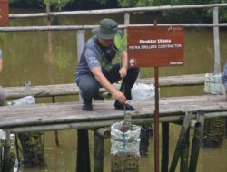 Lestarikan Lingkungan, PT PDC Tanam Seribu Pohon Mangrove