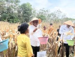 Cak Arlan Panen Jagung, Bentuk Dukungan Dispertan Prabumulih Untuk Asta Cita
