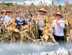 Bersama Kapolres Prabumulih, Dispertan Panen Jagung Serentak