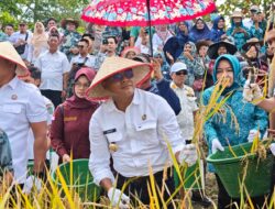 Cak Arlan – Bang Franky Panen Raya Bersama Warga Payuputat