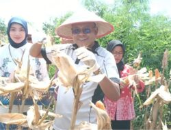 Cak Arlan Hadiri Panen Jagung Tahap III, Dukung Swasembada Pangan Nasional