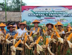 Panen Jagung, Cak Arlan Dukung Program Mandiri Pangan