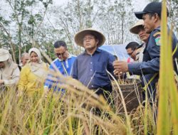 “Ngetam” Padi Gogo di Karya Mulya, Cak Arlan Dukung Ketahanan Pangan