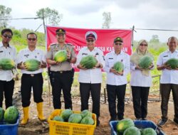 BUMDes Desa Karangan Panen Raya Semangka, Hasilkan Hingga 20 Ton