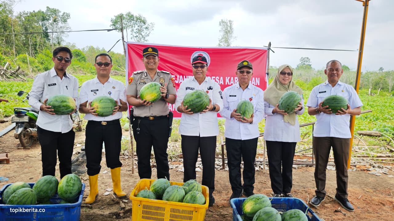 Panen semangka BUMDes Desa Karangan Prabumulih dari lahan desa 1,5 hektar