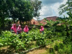 Naluri Ibu Selamatkan Lingkungan: KWT Bougenville Menyulap Lahan Terbengkalai Jadi Sumber Kehidupan Prabumulih.
