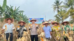 Kapolres Prabumulih bersama Unsur Pemerintah melakukan panen jagung pada kegiatan Panen Raya Serentak Kuartal II Tahun 2026 di Gunung Ibul Barat.