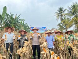 Polres Prabumulih Dukung Ketahanan Pangan Nasional, Panen Raya Jagung Serentak Kuartal II Tahun 2026 Berlangsung Sukses.