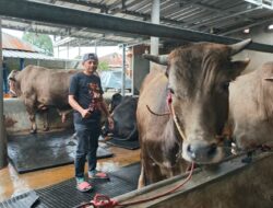 Sepri Cow Prabumulih Siapkan 80 Ekor Sapi Kurban, Jenis Limosin dan Simental Paling Diminati.