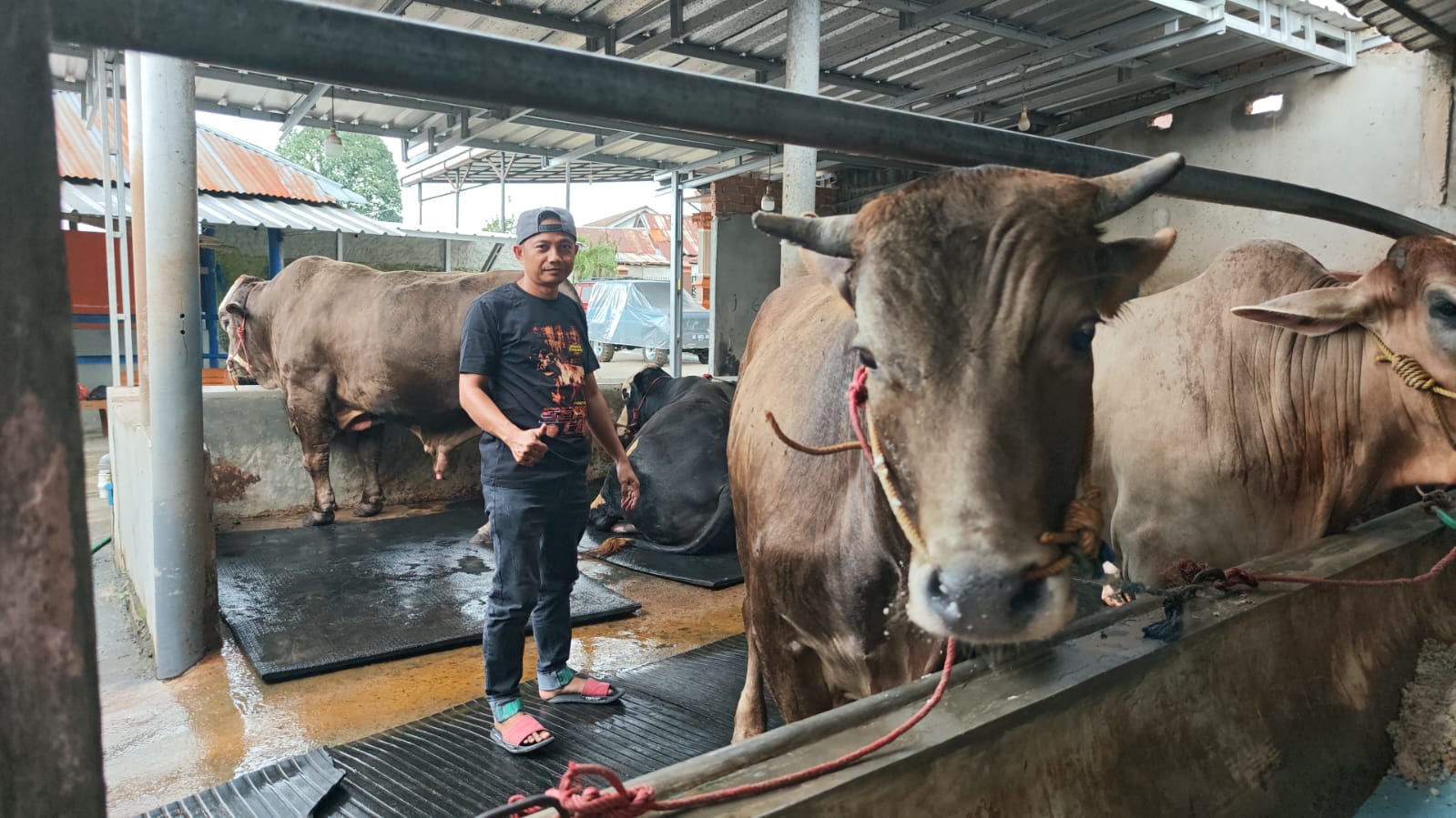 Peternakan Sepri Cow Prabumulih menyiapkan puluhan sapi kurban jenis limosin dan simental menjelang Hari Raya Iduladha 2026.