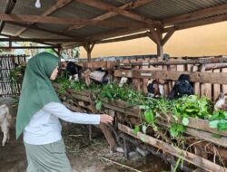 Makmur Ternak Sediakan Hewan Kurban Berkualitas, Harga Kambing Mulai Rp2 Jutaan dan Sapi Rp17,5 Juta.