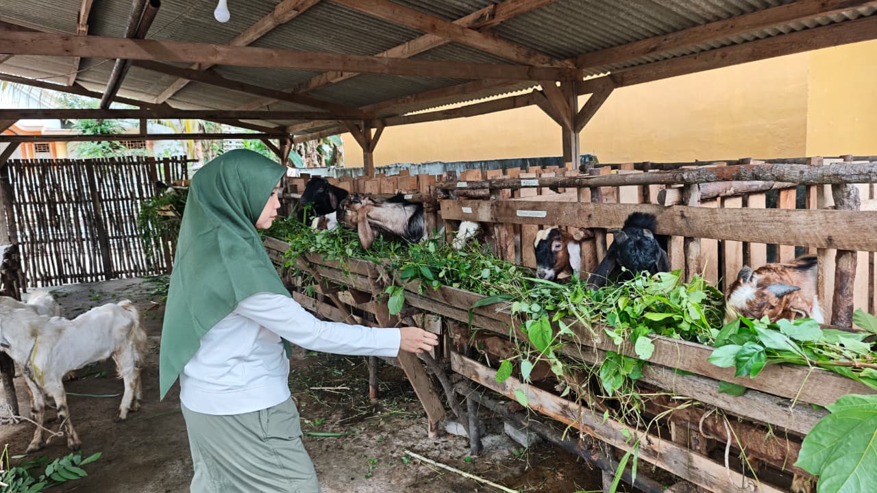 Makmur Ternak di Jalan Bintan Prabumulih menyediakan kambing dan sapi kurban berkualitas menjelang Hari Raya Iduladha 2026.
